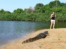  hunted by a caiman, pantanal