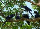  blue macaws, pantanal