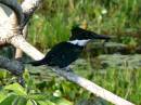  black kingfisher, pantanal