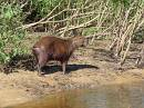  capybara, pantanal