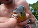  another day fishing for piranhas, pantanal