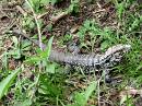  one of the big lizards around iguazu falls