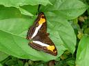  iguazu - butterfly paradise