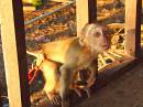  chained monkey at don khong