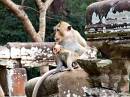  monkeys @ angkor wat