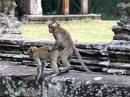  monkeys @ angkor wat
