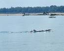 rare freshwater irrawaddy river dolphin, around kratie