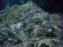  stone fish with perfect camouflage, ilha grande