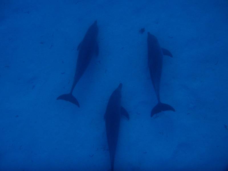 dolphins_pict1001