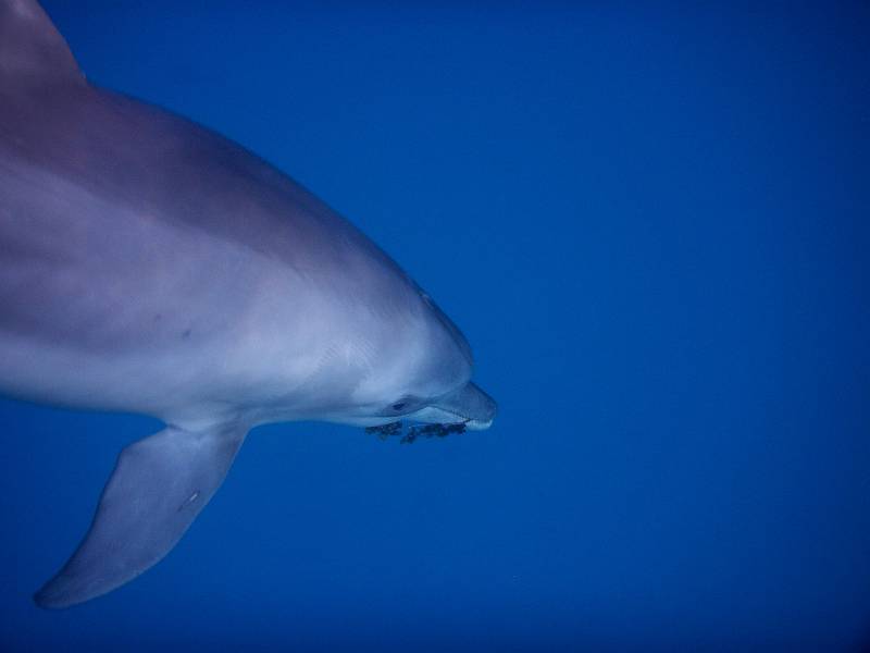dolphins_pict1013