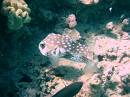 common_porcupinefish_03