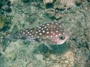 common_porcupinefish_06