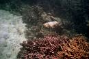  cuttlefish, great barrier reef